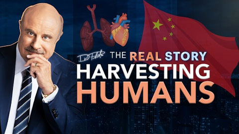 Phil Organ Harvesting Thumbnail